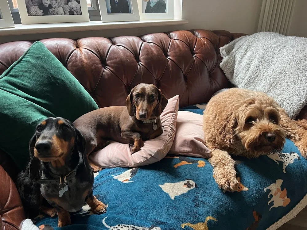 Bed and Biscuit Dog Boarding Brentwood - Essex pet otel