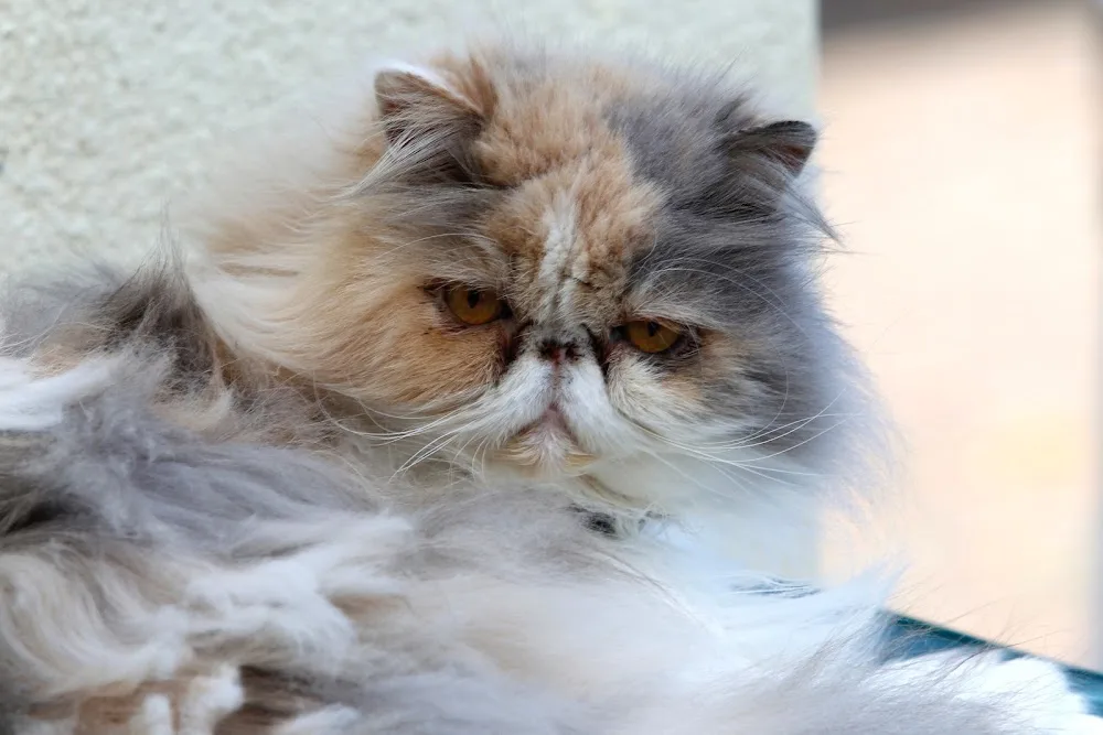 Bellhouse Cattery - Essex pet otel