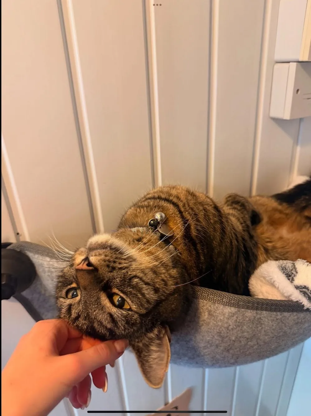 Bodiam Farm Cattery - Essex pet otel görseli 3