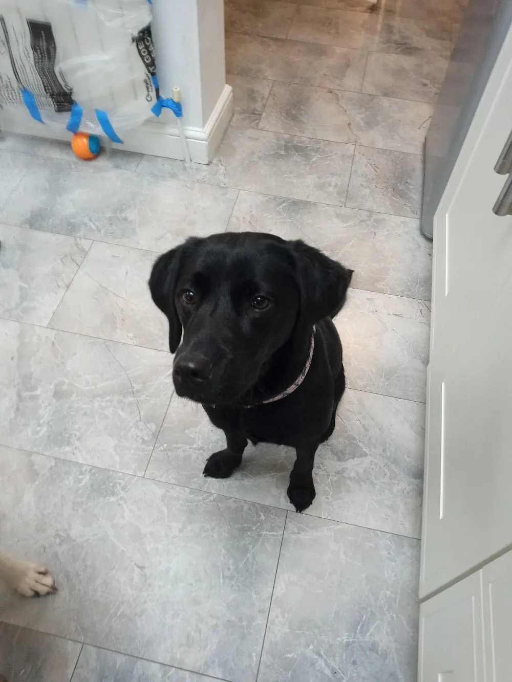 Buster's K9 retreat - Essex pet otel