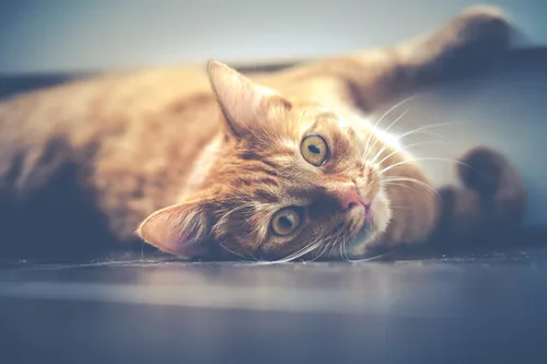 Cattridges Elite Cattery - Essex pet otel
