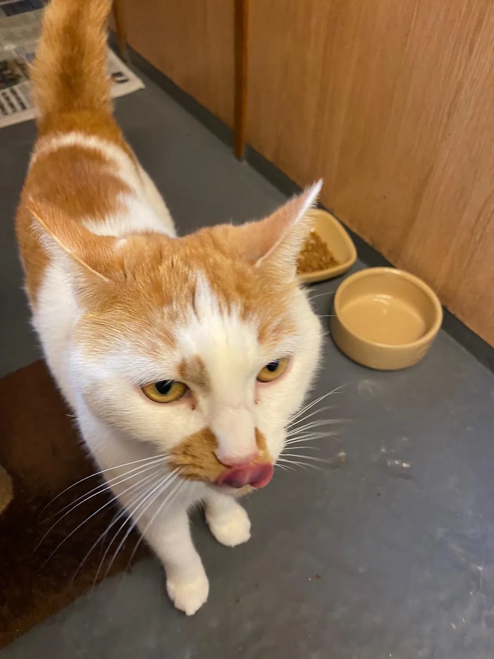 Cherry Tree Cattery - Essex pet otel