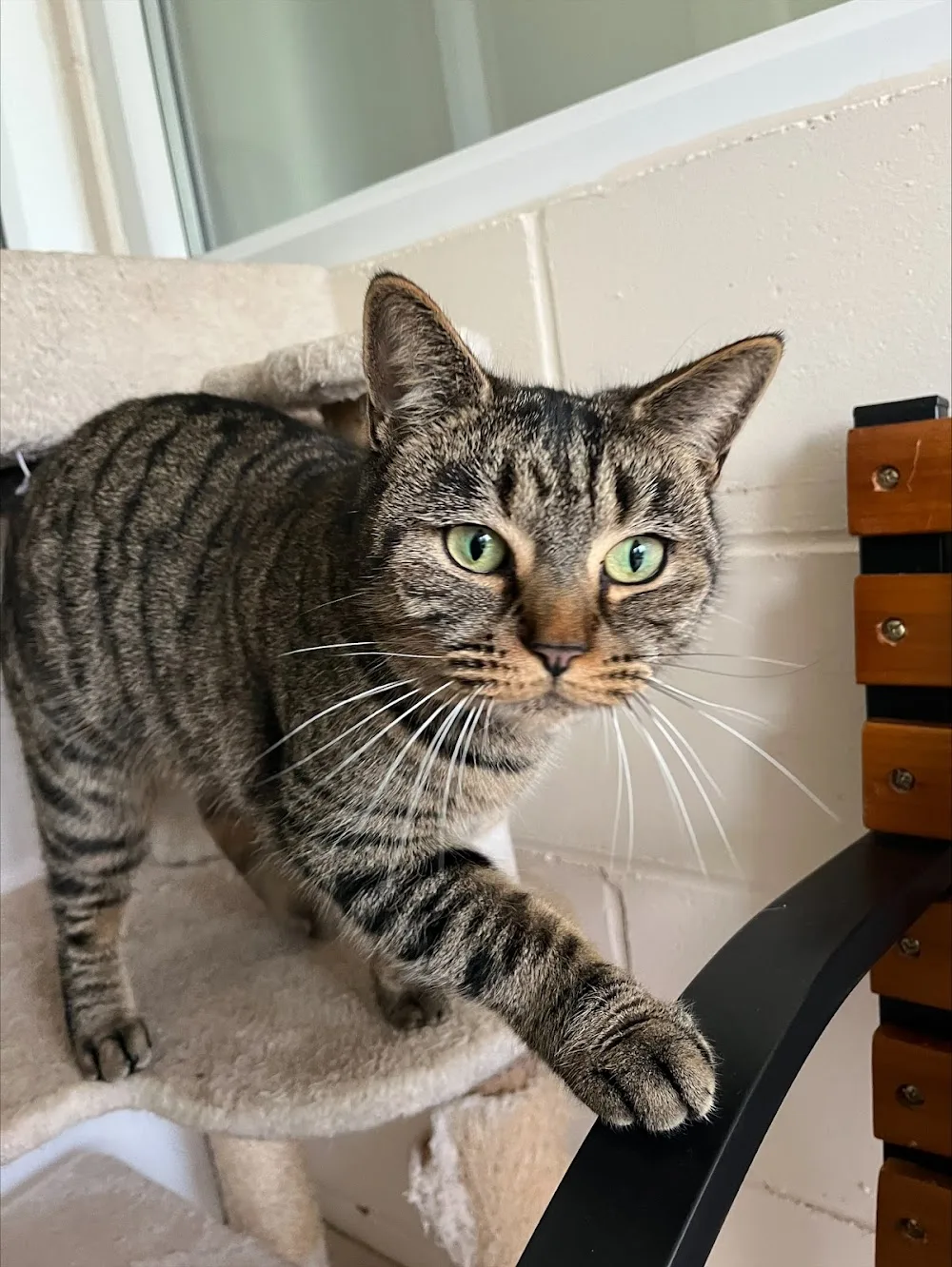 cordelias cattery - Essex pet otel