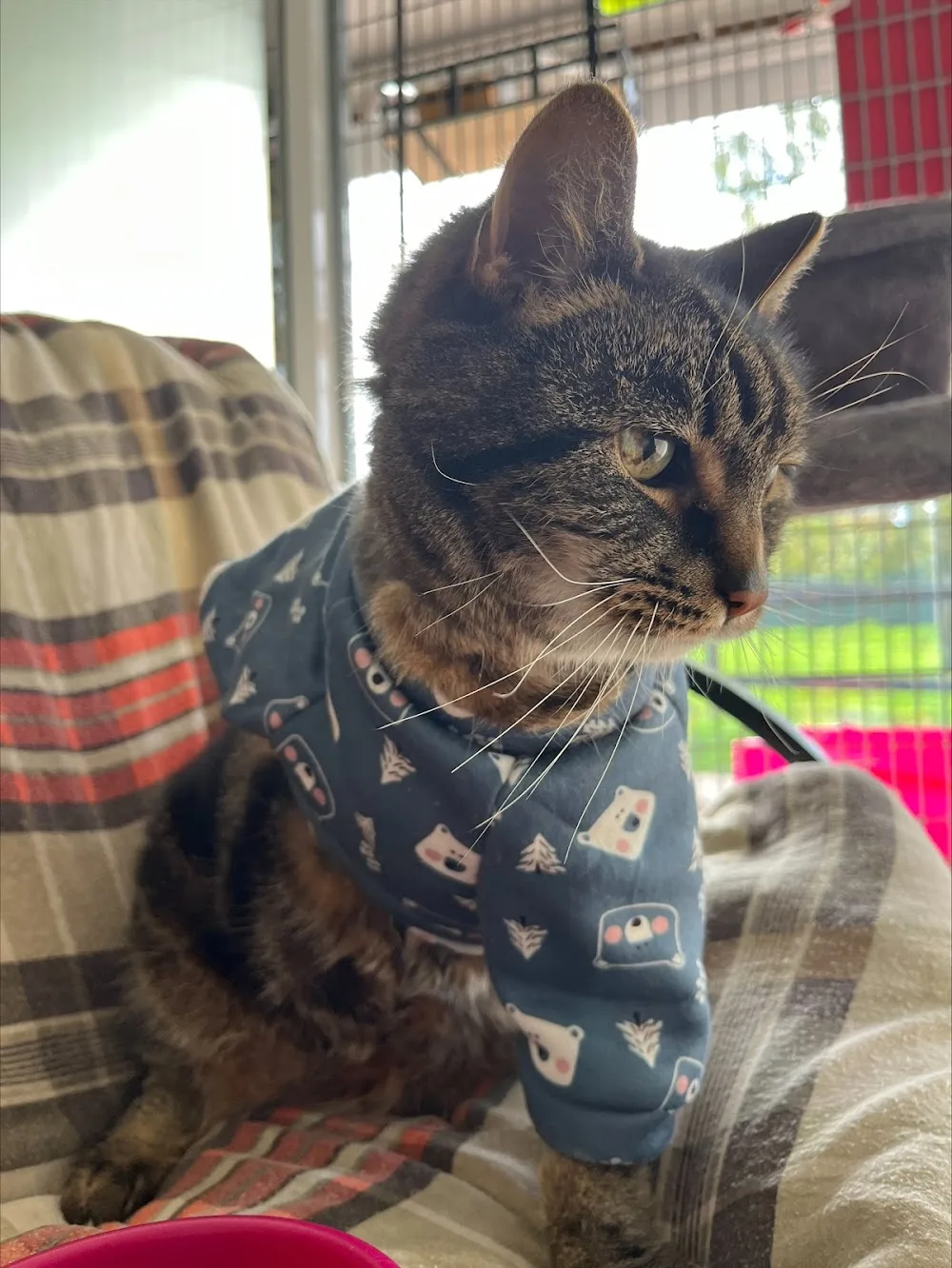 cordelias cattery - Essex pet otel görseli 3