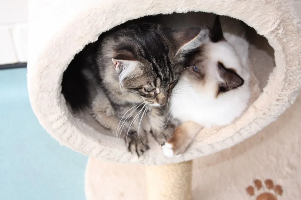 Crayside Cattery - Essex pet otel