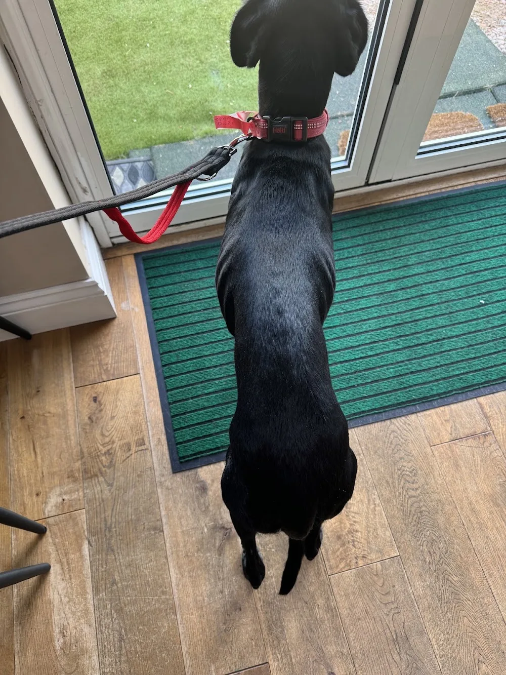 Daws Heath Boarding Kennels - Essex pet otel görseli 2