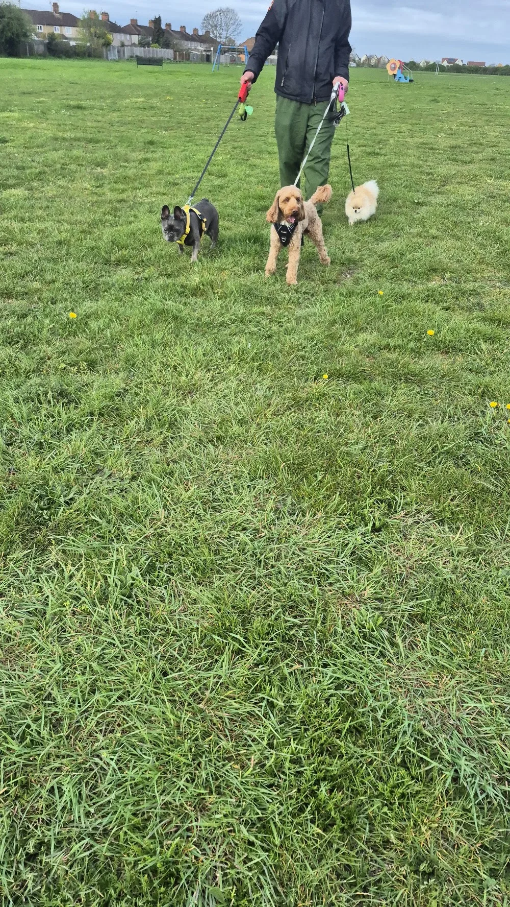Dog home boarding in Essex - Essex pet otel