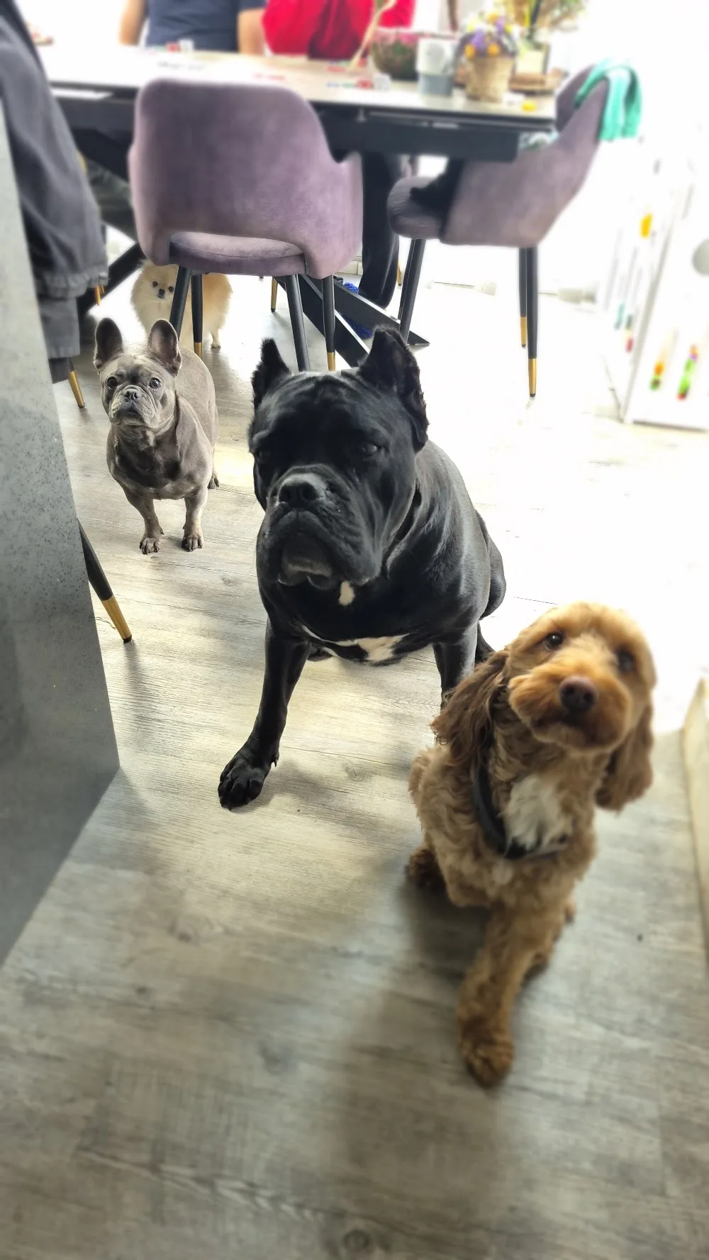 Dog home boarding in Essex - Essex pet otel görseli 3