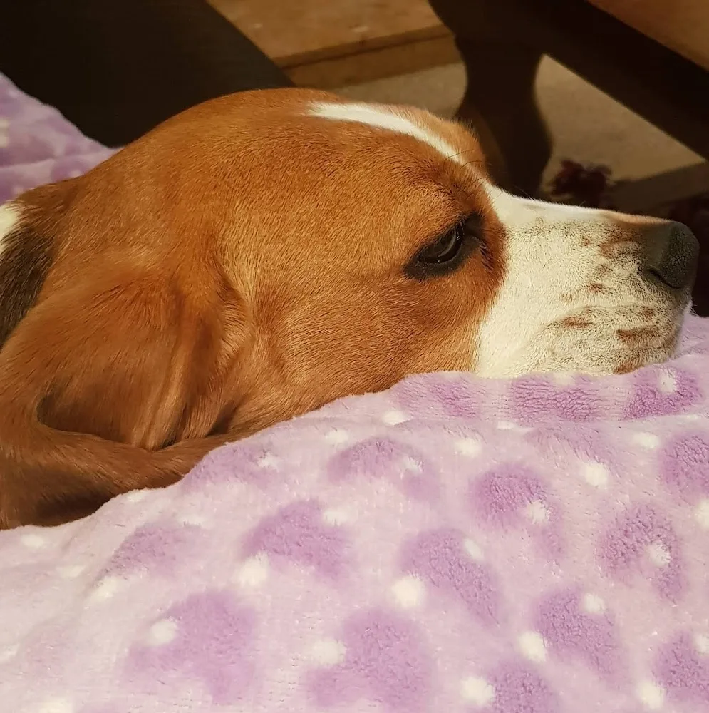 Dog home boarding in Essex - Essex pet otel görseli 4
