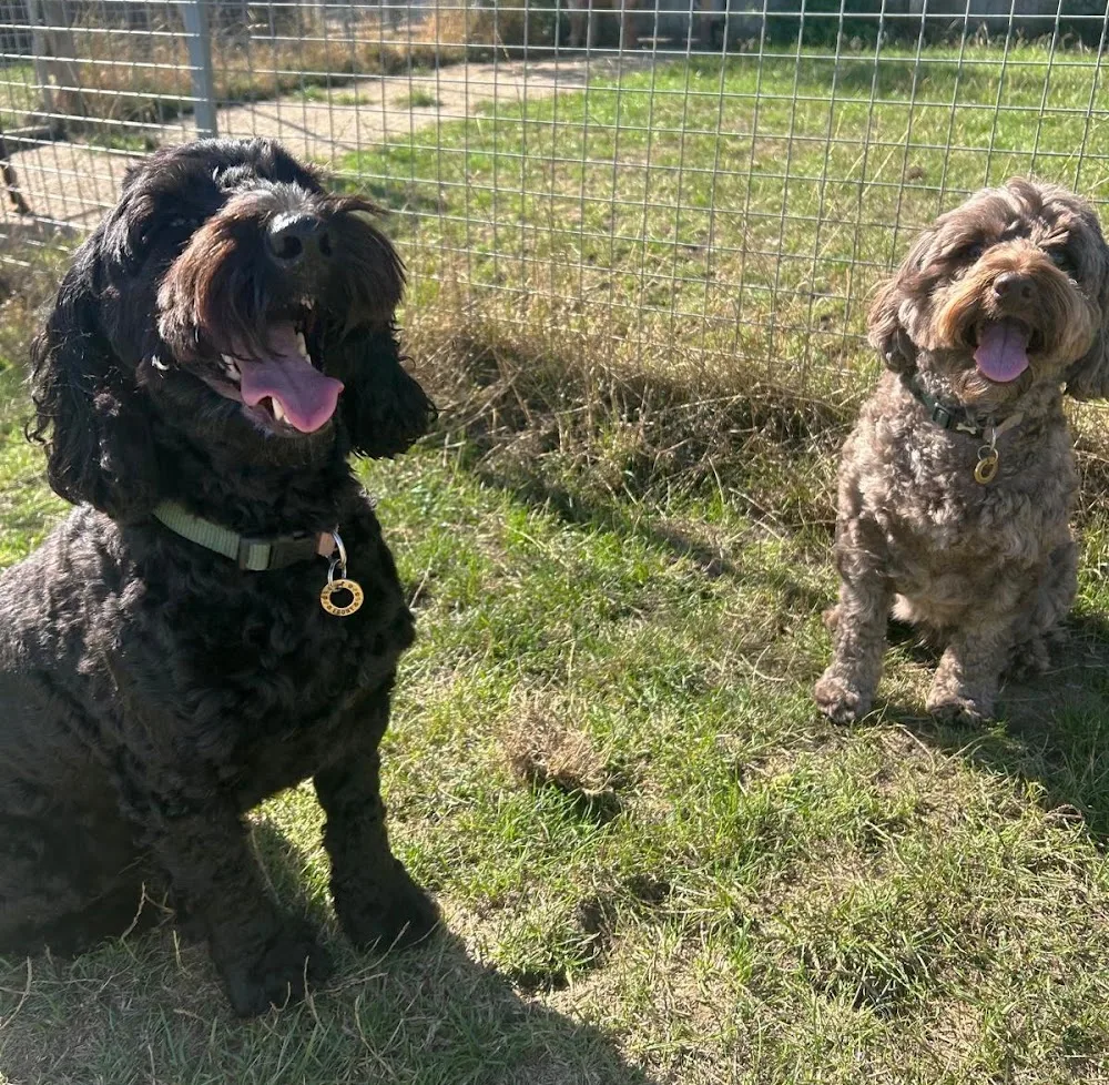 Duck End Farm Kennels and Cattery - Essex pet otel görseli 3