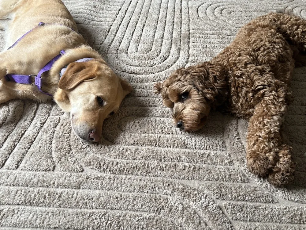 Essex dog boarding - Essex pet otel