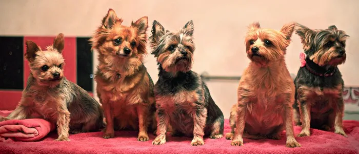 Essex Pooch Palace - Essex pet otel