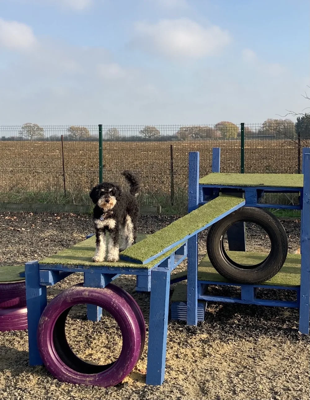 Farcroft Kennels & Cattery - Essex pet otel