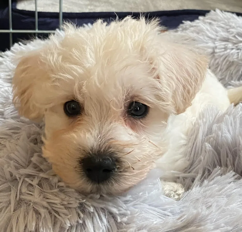Gayener Kennels - Essex pet otel görseli 3