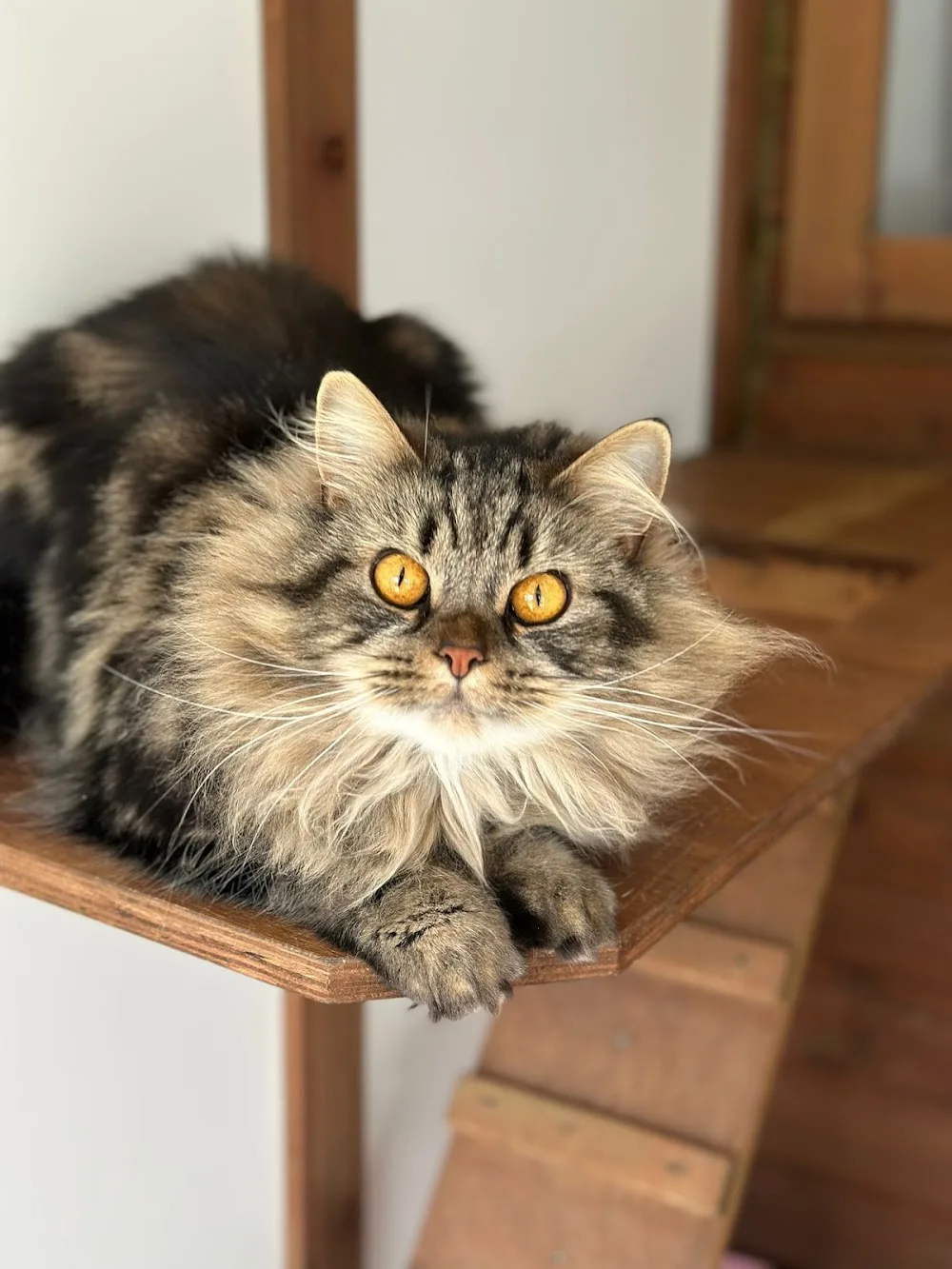 Greenside Boutique Cattery - Essex pet otel görseli 3