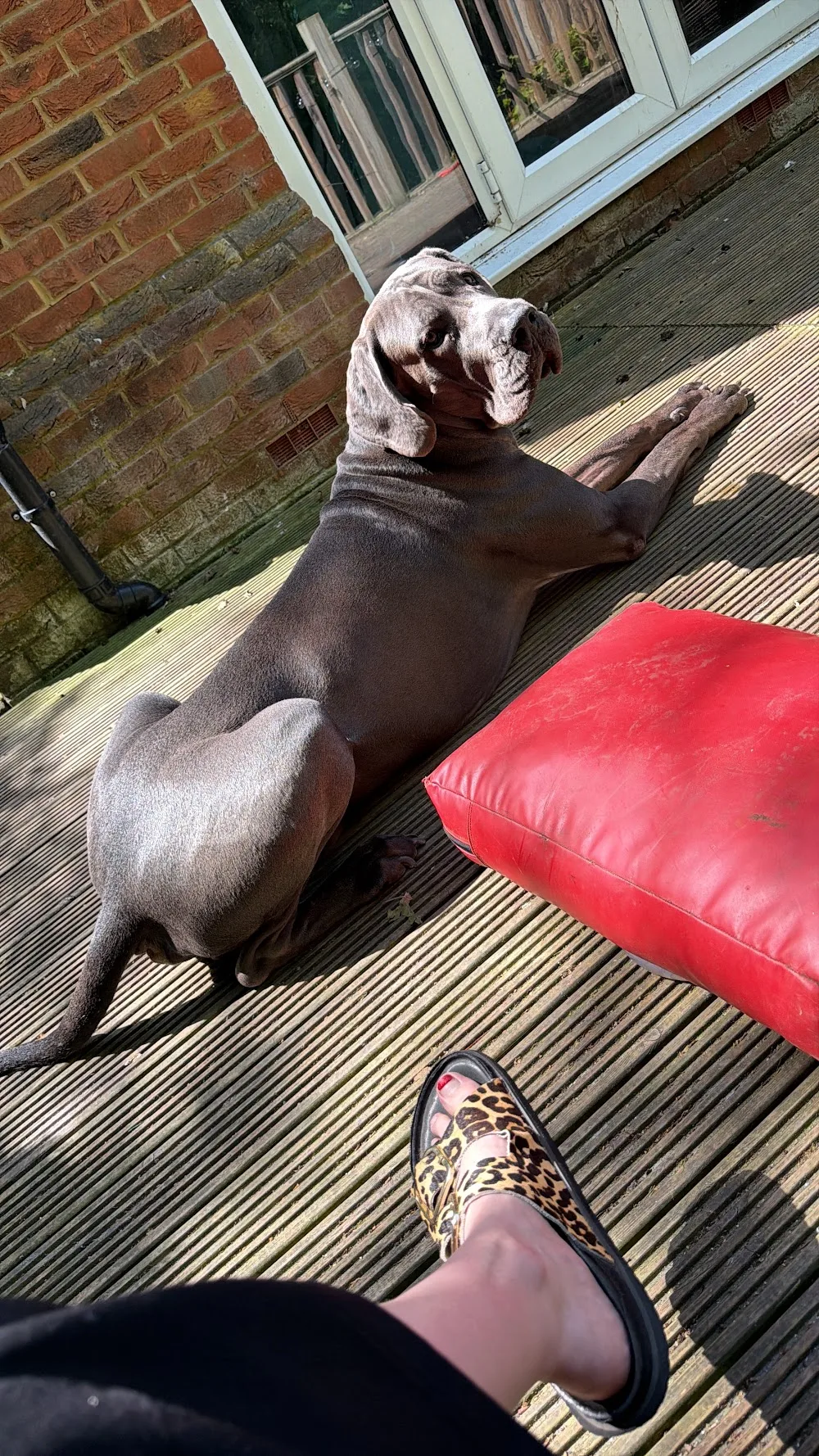 Harvesters Farm Kennels - Essex pet otel görseli 3