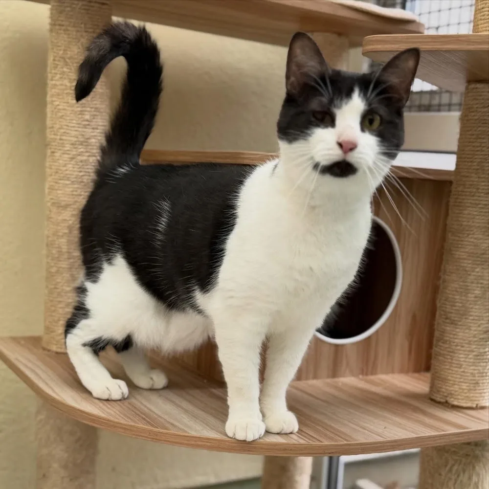 Herongate Village Cattery - Essex pet otel