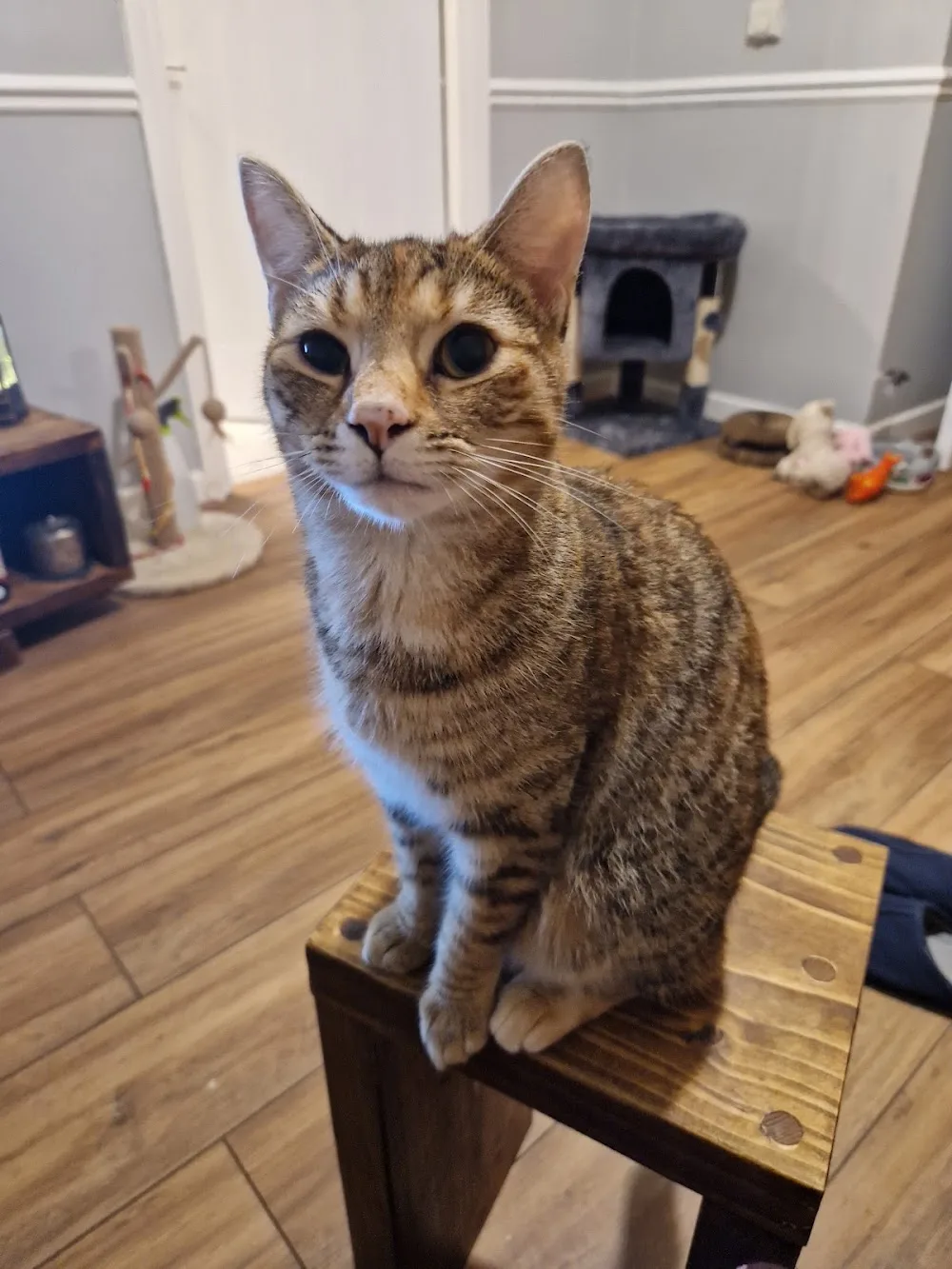 Herongate Village Cattery - Essex pet otel görseli 3