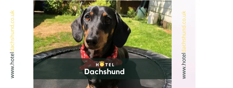 Hotel Dachshund - Dog Daycare - Boarding - Essex - Essex pet otel görseli 2