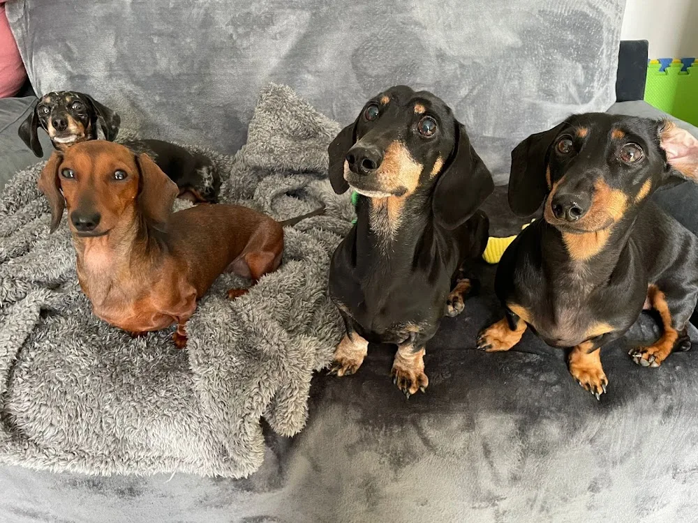 Hotel Dachshund - Dog Daycare - Boarding - Essex - Essex pet otel görseli 3