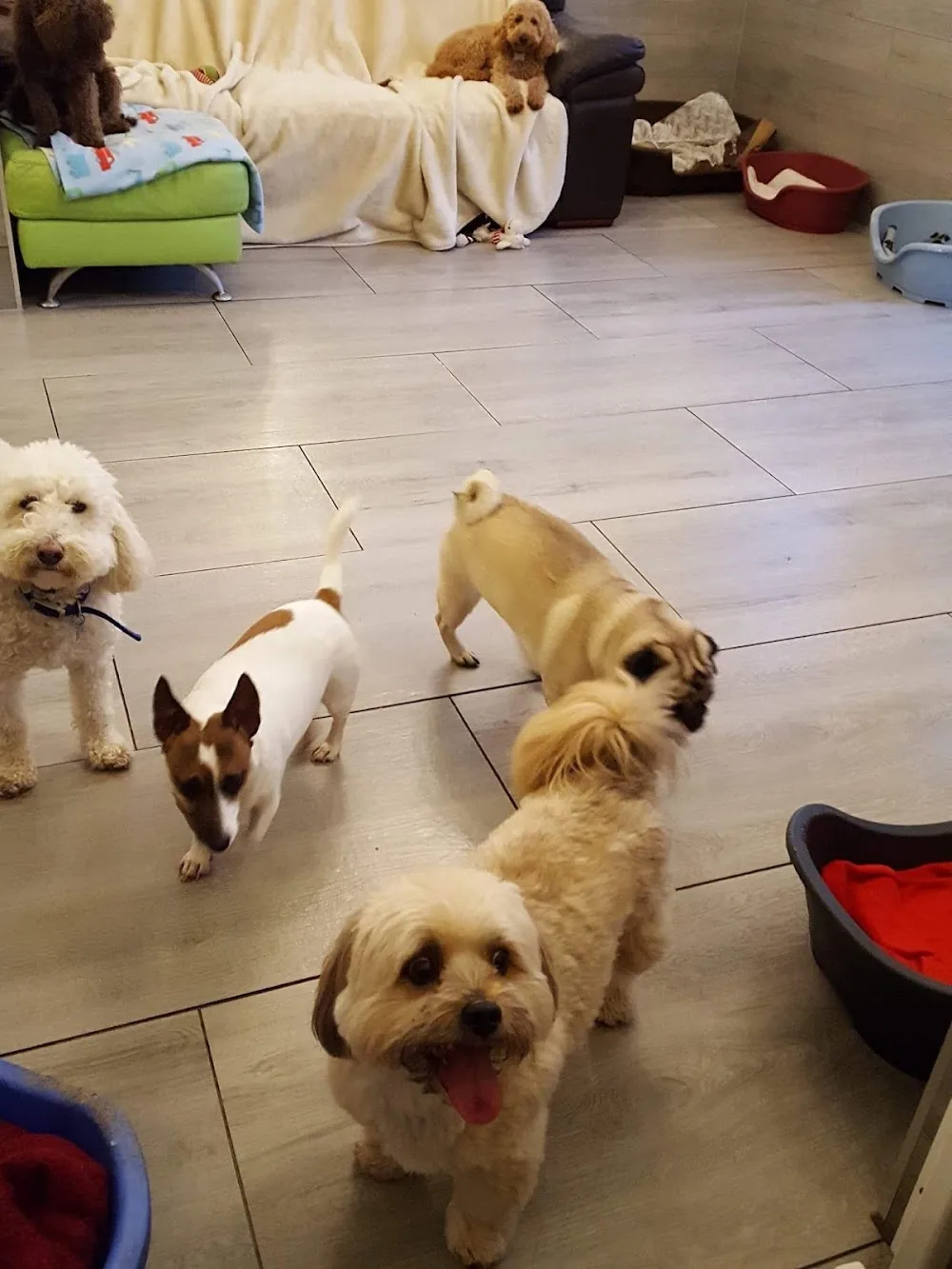 Isadene Boarding Kennels - Essex pet otel görseli 2