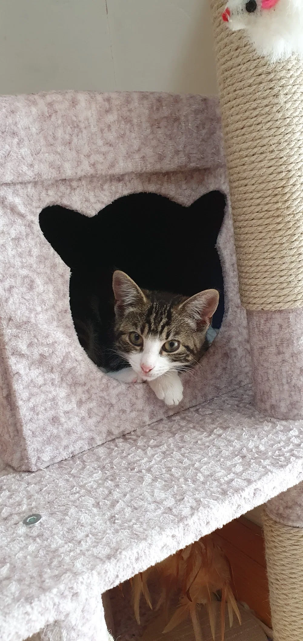 Katz Kingdom Kattery - Essex pet otel