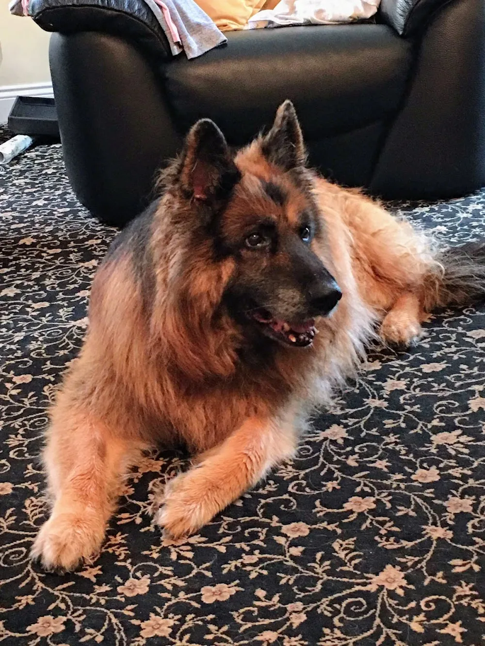 Kingstown Kennels and Cattery - Essex pet otel görseli 3