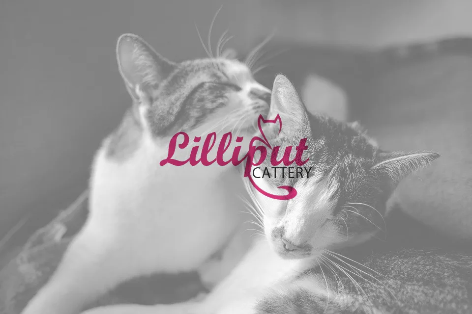 Lilliput Boarding Cattery - Essex pet otel
