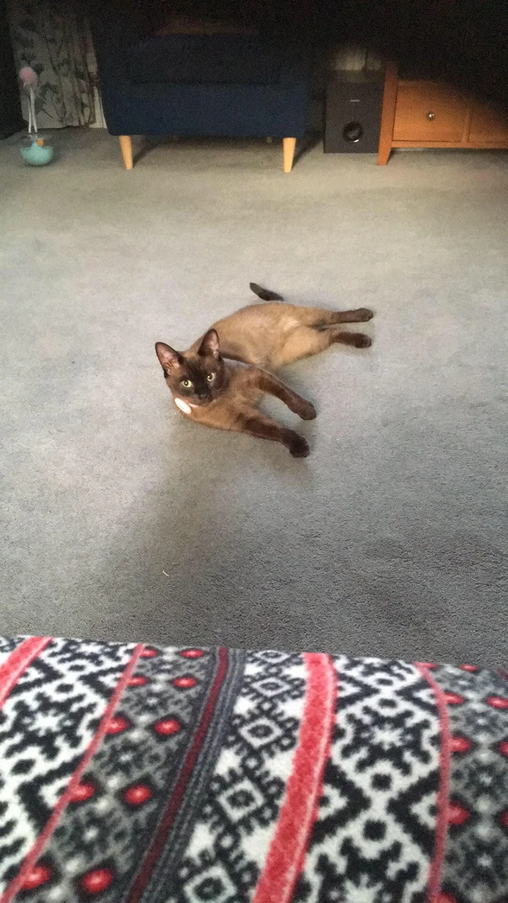 Little Maltings Feline Lodge - Essex pet otel