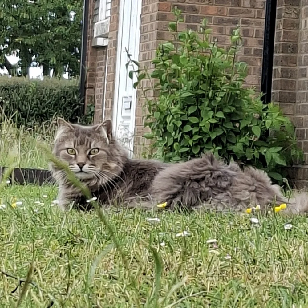 Millfields Cattery - Essex pet otel görseli 3