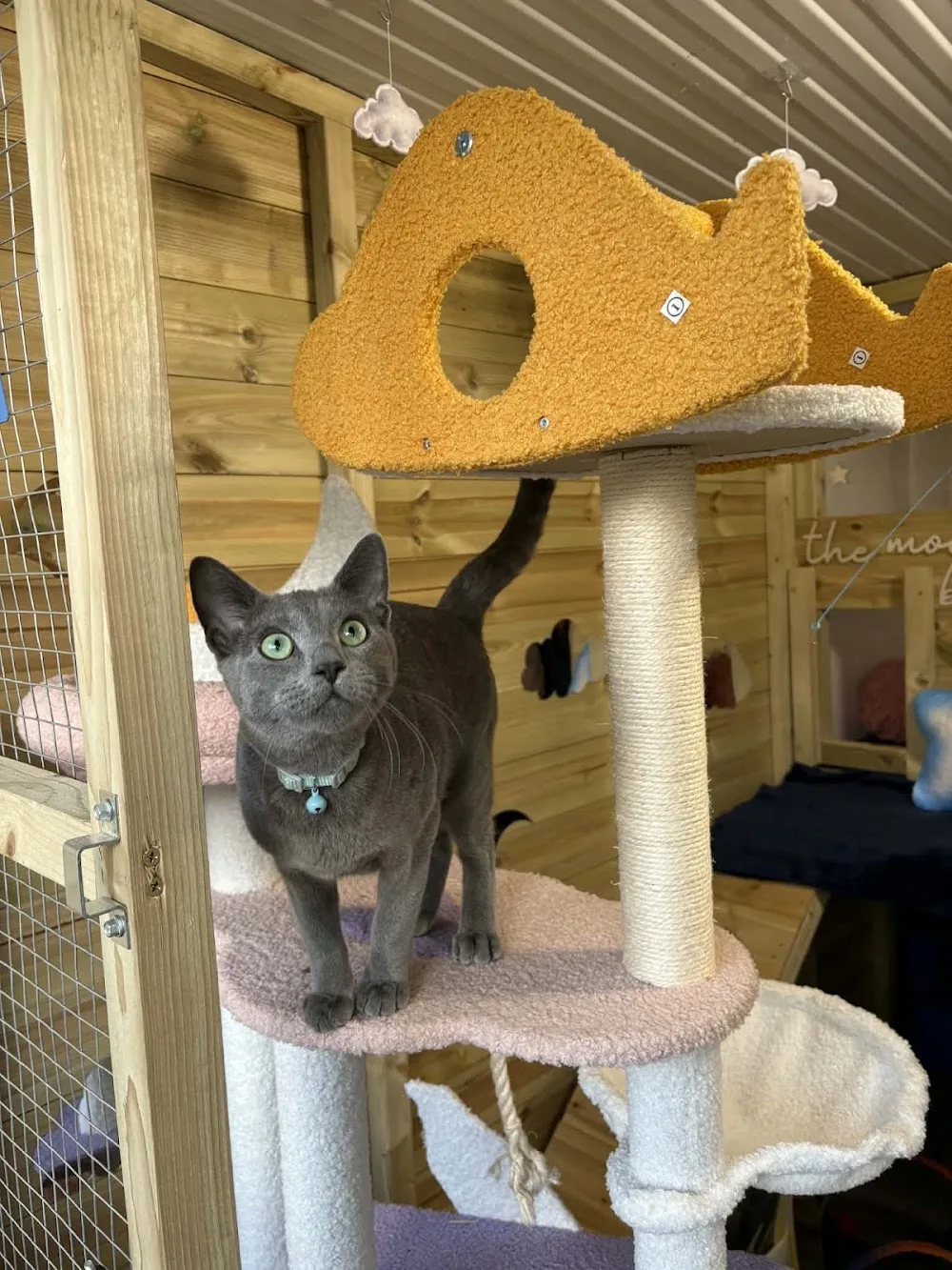 Mountview Luxury Cat Hotel - Essex pet otel