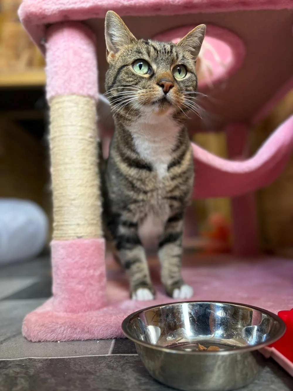 Mountview Luxury Cat Hotel - Essex pet otel görseli 3
