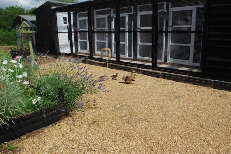 Mrs Simpson's Cattery - Essex pet otel
