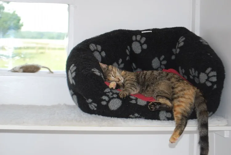 Mrs Simpson's Cattery - Essex pet otel görseli 3