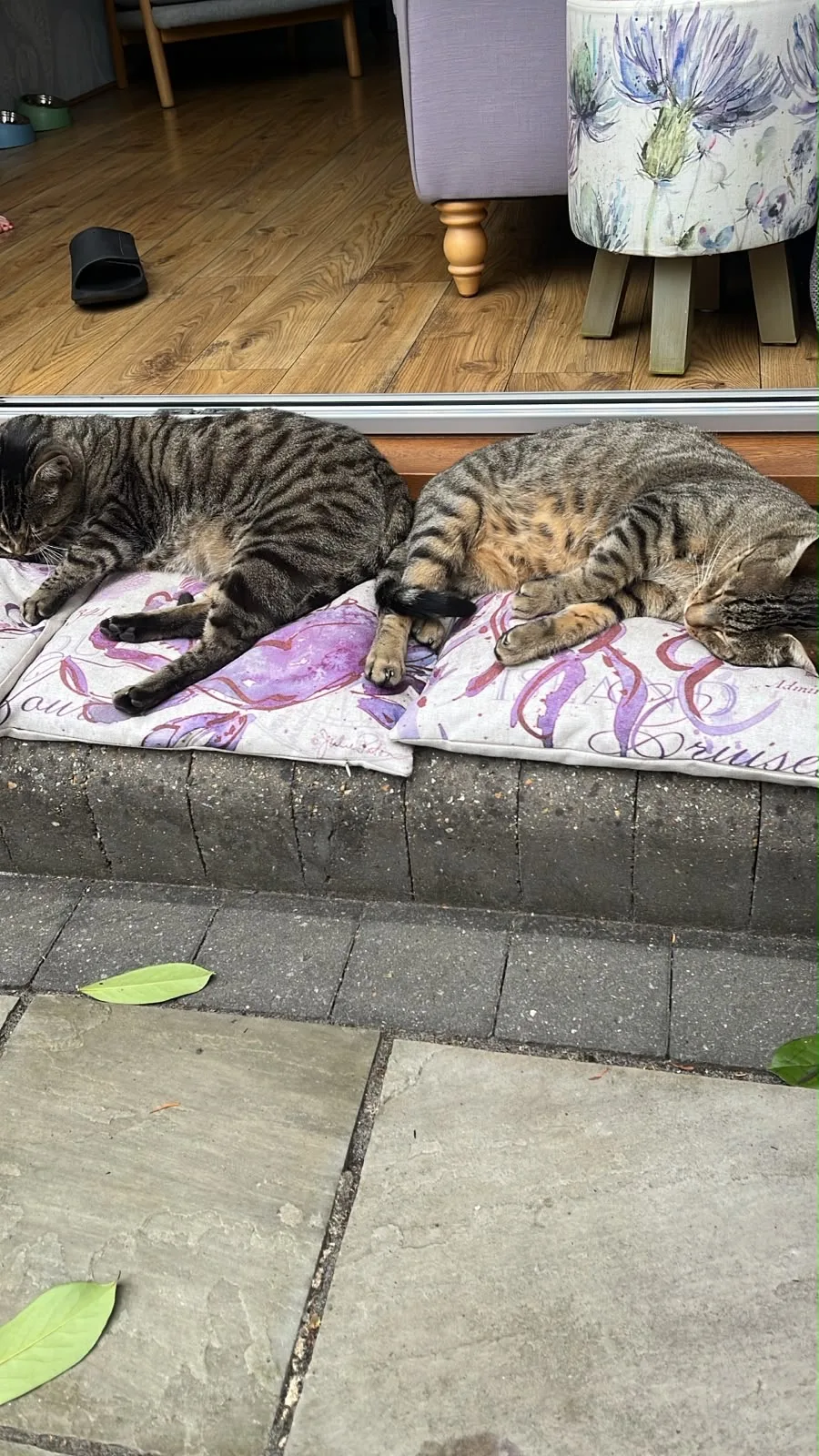 Oaklands Country Cat Hotel - Essex pet otel görseli 3