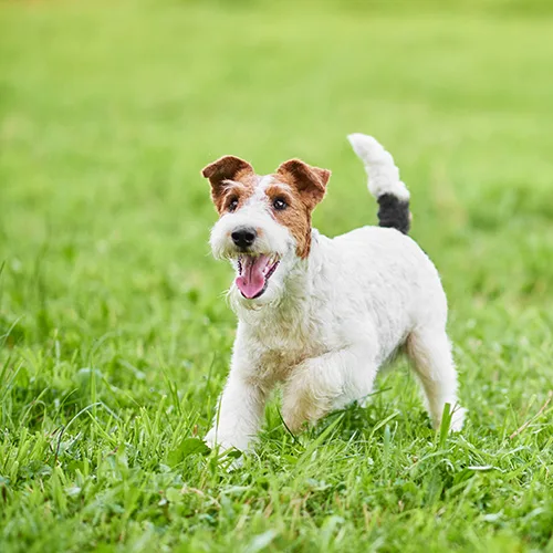 Pawfection Dog Boarding Essex - Essex pet otel görseli 2