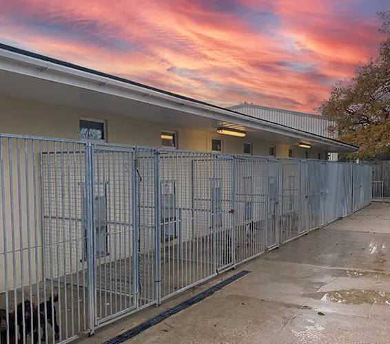 Pawfection Dog Boarding Essex - Essex pet otel görseli 3