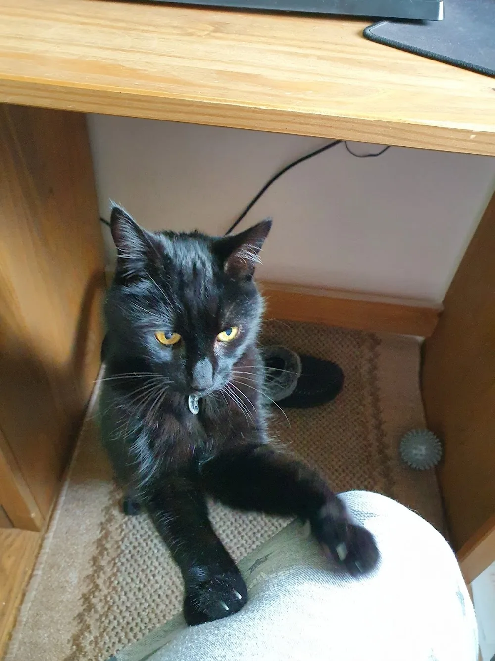 Posh Puss Palace - Essex pet otel görseli 3