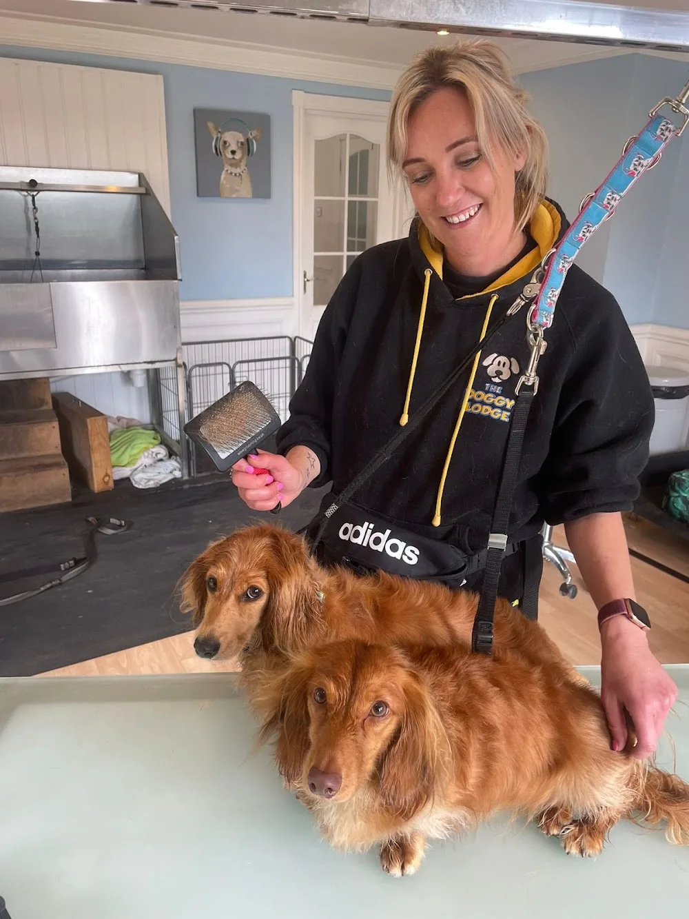 Rachels Doggy Lodge - Essex pet otel