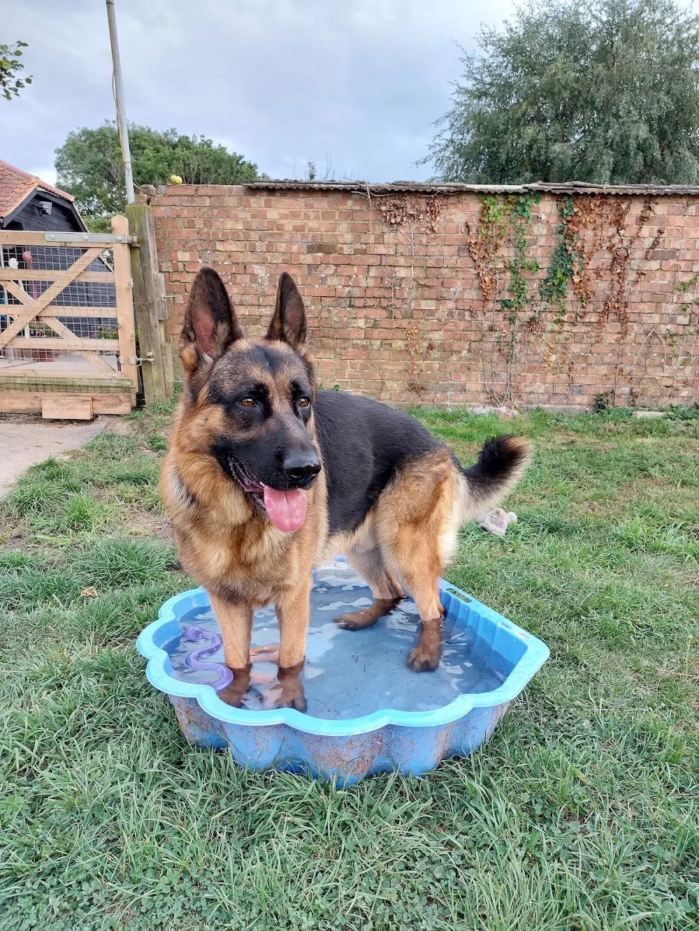 Roundhouse Kennels - Essex pet otel görseli 2