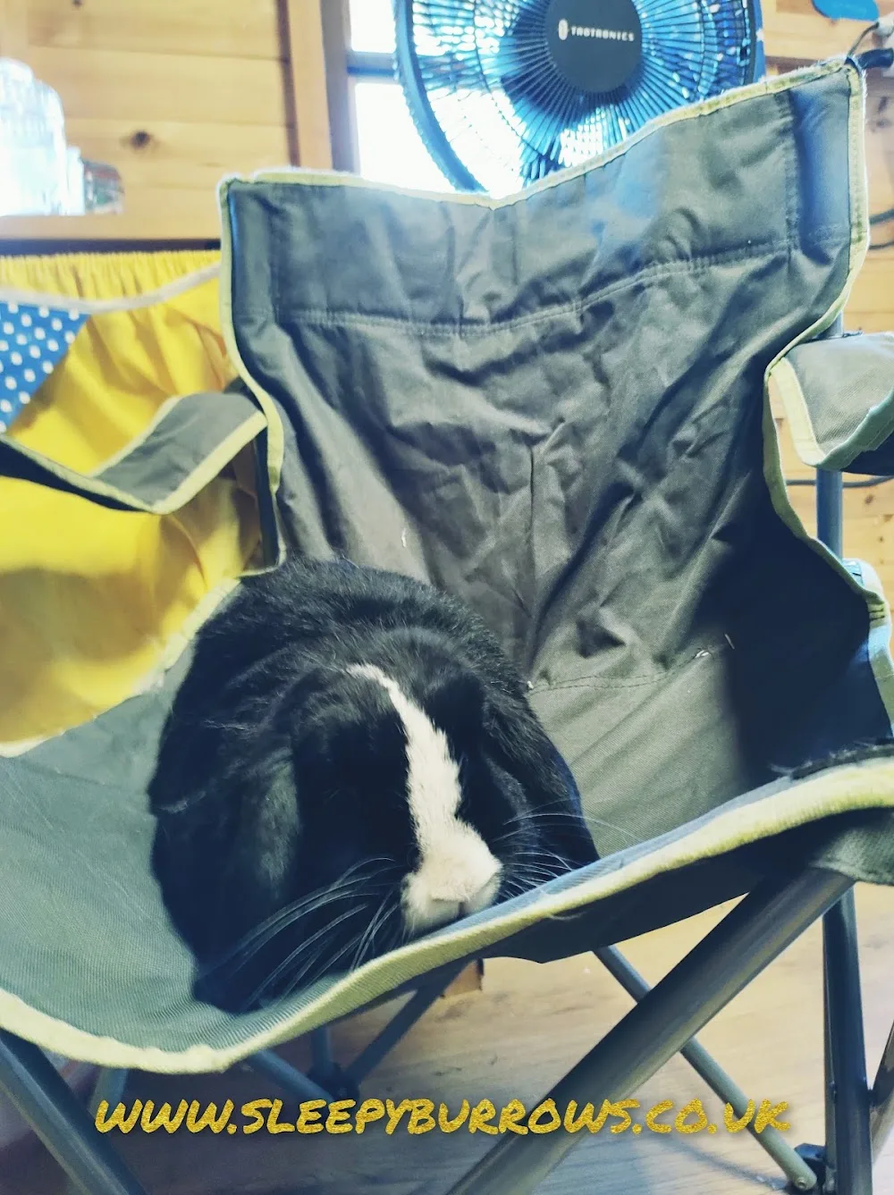 Sleepy Burrows - Small Pet Boarding Essex - Veterinary Nurse - Essex pet otel görseli 2