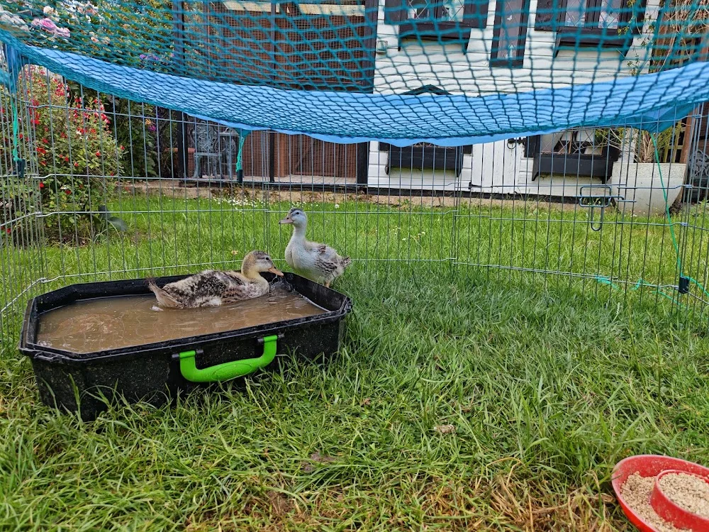 Tanglewood Boarding Cattery - Essex pet otel