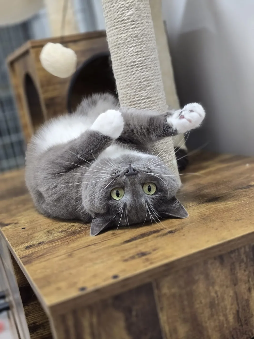 The Cat Hut - Essex pet otel görseli 3