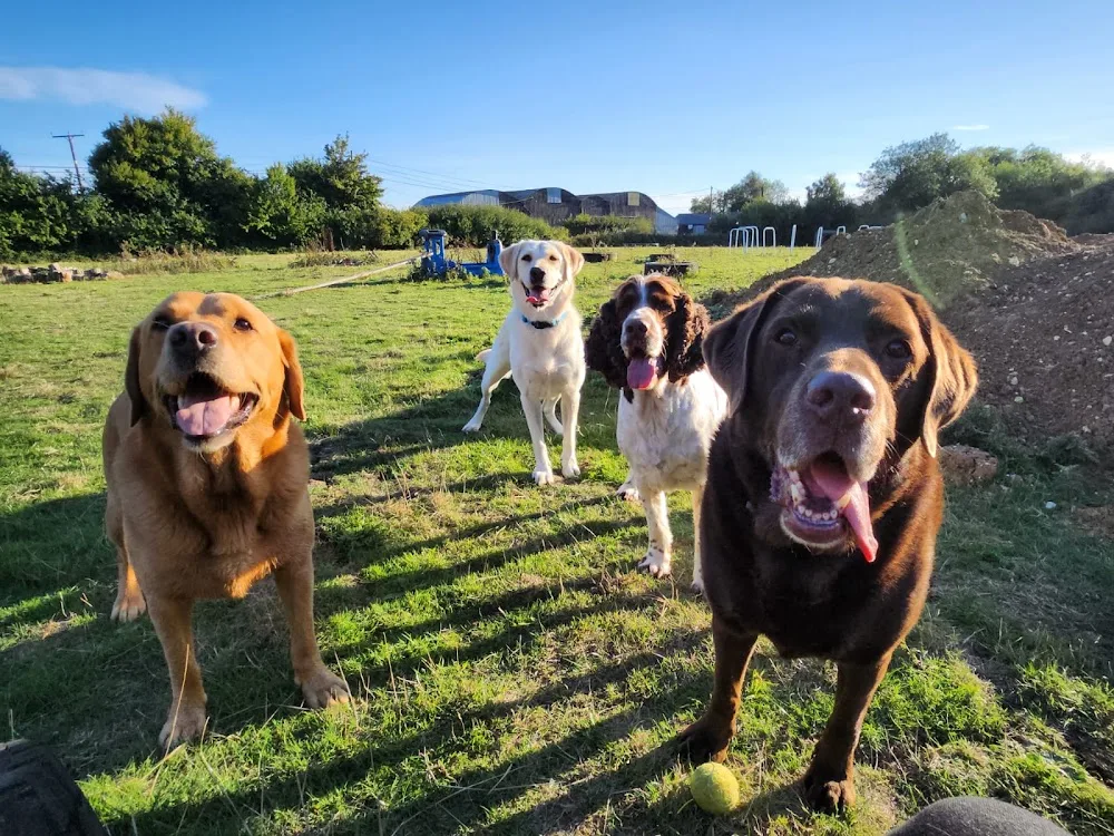 The Pawvoy Dog Hotel - Essex pet otel görseli 2