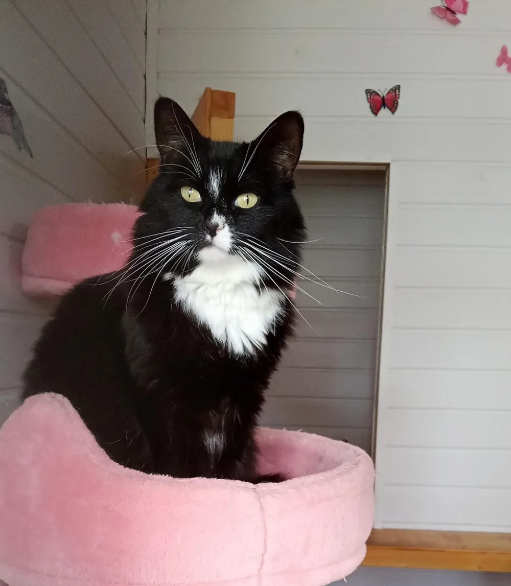 The PussyCat Hillton Ltd - Essex pet otel görseli 3