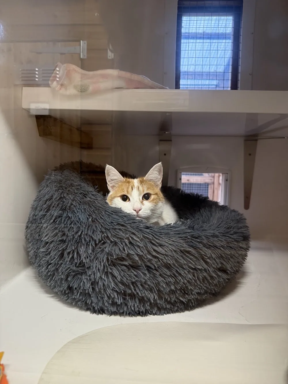 Timbers Cattery - Essex pet otel
