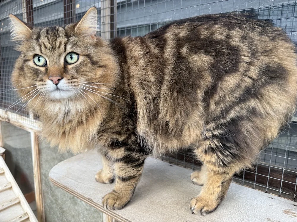 Timbers Cattery - Essex pet otel görseli 3