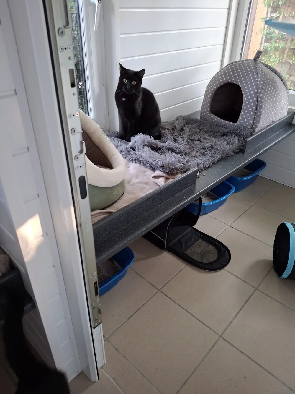 Top Cats Cattery - Essex pet otel görseli 3