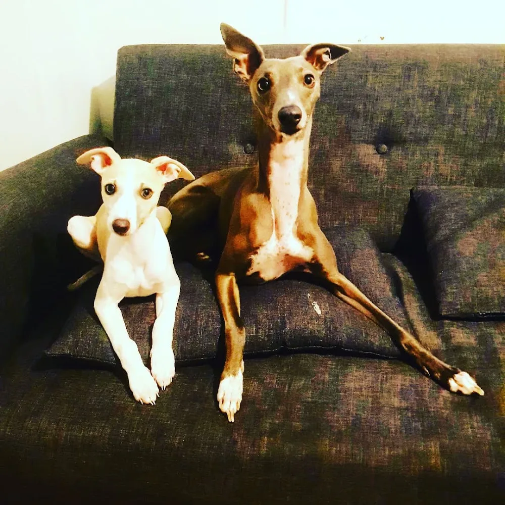 Whippet Retreat Essex - Essex pet otel