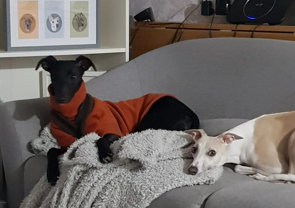 Whippet Retreat Essex - Essex pet otel görseli 3